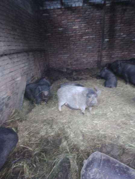 Продаю свиней и коз в Георгиевске фото 5