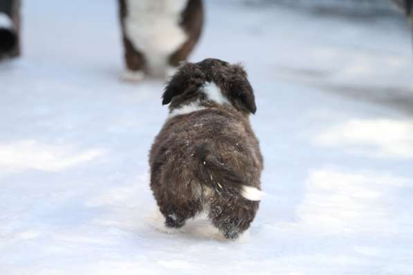 Щенок вельш корги кардиган в Москве