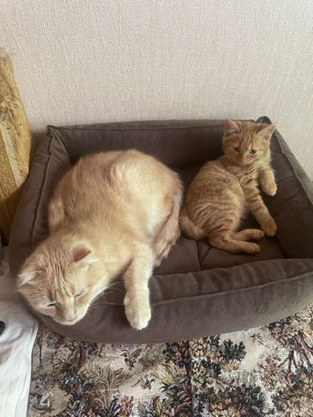 Котенок в Тимашевске фото 4