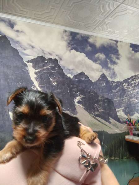 Продажа щенков Йорка в Москве фото 5