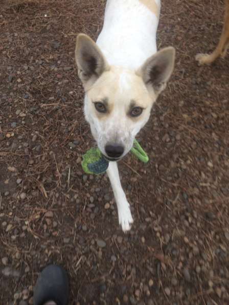 Фростик ищет дом