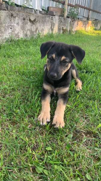 Ласковые бархатные щеночки в Санкт-Петербурге фото 11