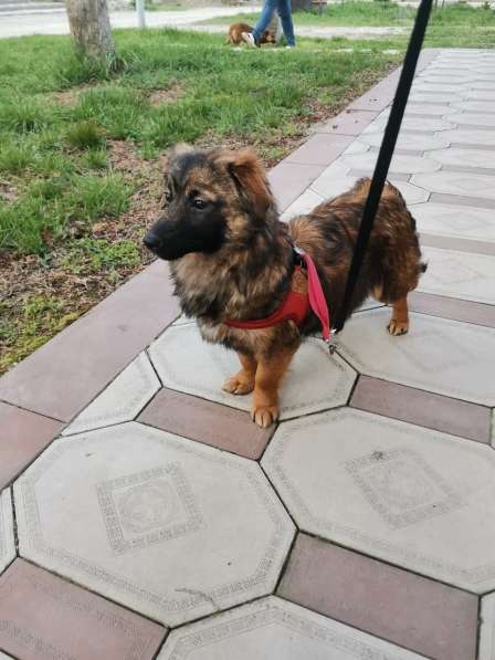 Маленькая диванная собачка, 5 кг