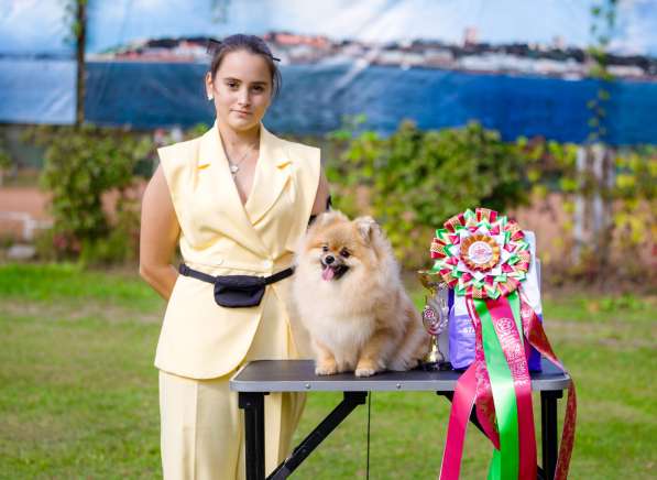 Pomeranian pappy в 