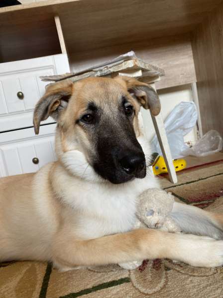 Собака в Магадане