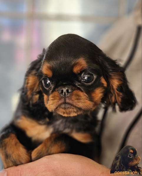 Мальчик Кинг-Чарльз спаниель в 