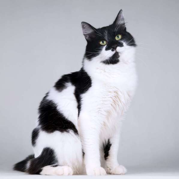 Большой добрый кот по имени Мальчик в Москве