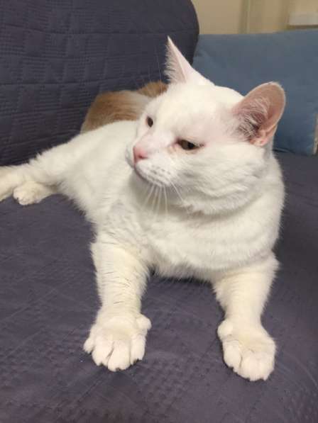 Срочно котик в дар