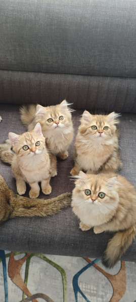 Котята шотландские