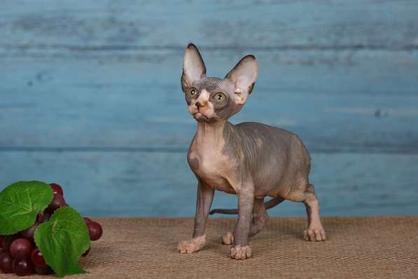 Питомник Эльфов, бамбино, Двэльфов, сфинксов в Находке фото 10