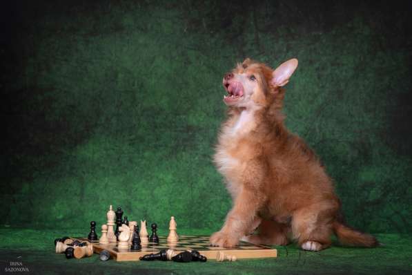 КХС в Москве фото 3