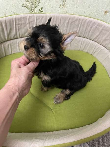 Бивер Йорк щенки в Москве фото 4