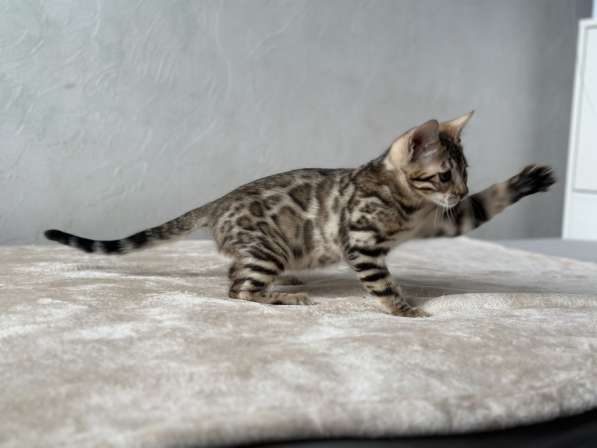 Available Bengal kittens в фото 12