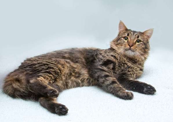 Пушистый сибиряк Симба в добрые руки в Москве