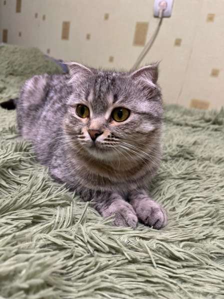 Отдам ласковую кошечку в Саратове