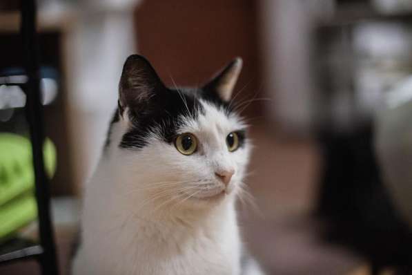 Ласковый котик Джон ищет семью в Москве