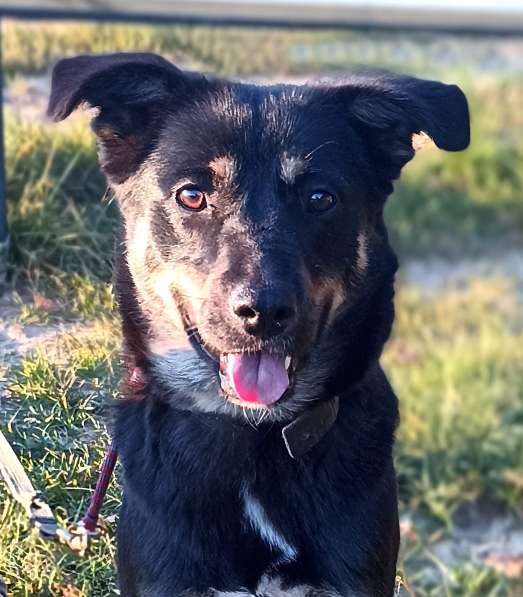 Собака в добрые руки в Подольске фото 6