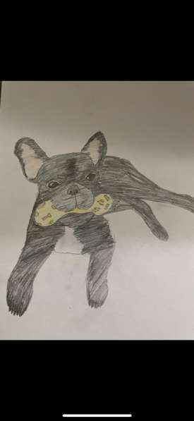 Рисунок вашего питомца в Екатеринбурге