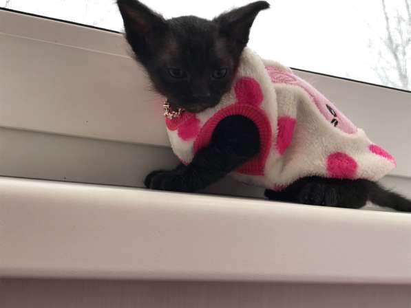 Элитный Девон-Рекс. Кудрявый лесной в Санкт-Петербурге фото 30