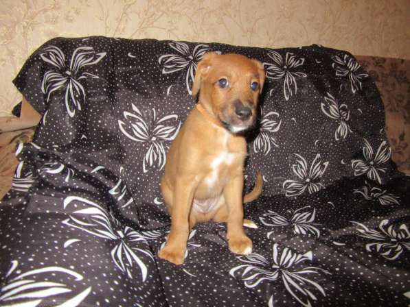 Ирландский терьер в Москве фото 9