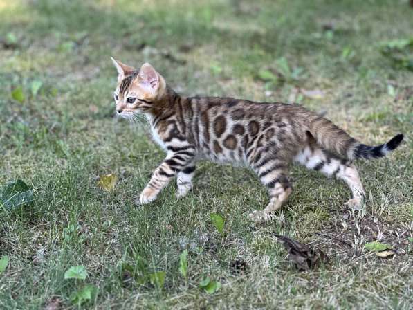 Бенгальские котята снежного окраса в фото 5