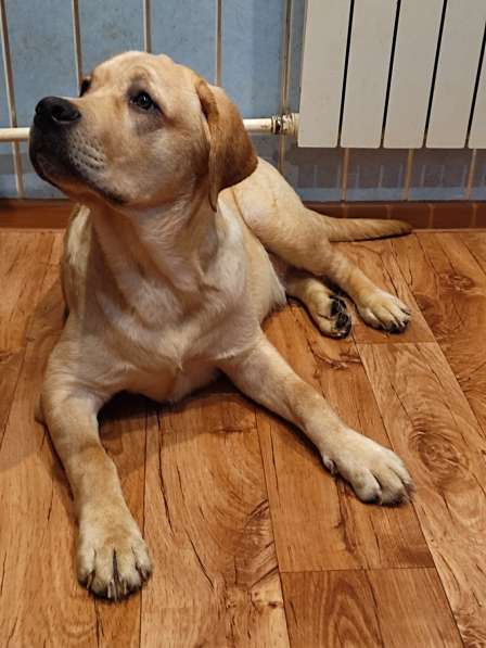 Продам щенка лабрадора, мальчик, 6 мес в Кингисеппе