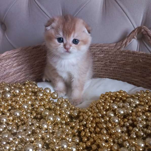 Золотая шиншилла