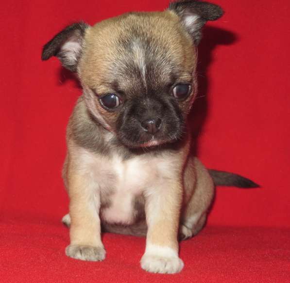 Чихуа девочка в Санкт-Петербурге фото 3