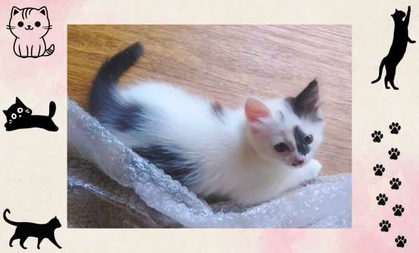 Котёнок-девочка в добрые руки! в фото 5
