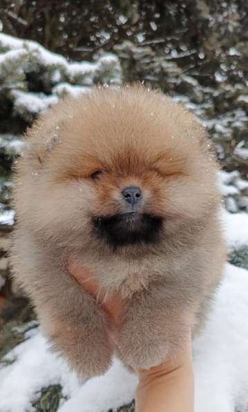 Pomeranski Mini Shpic Pomeranian Spitz Померанские Мини шпиц в 