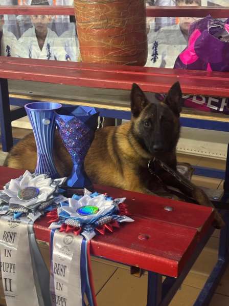 Бельгийская овчарка малинуа