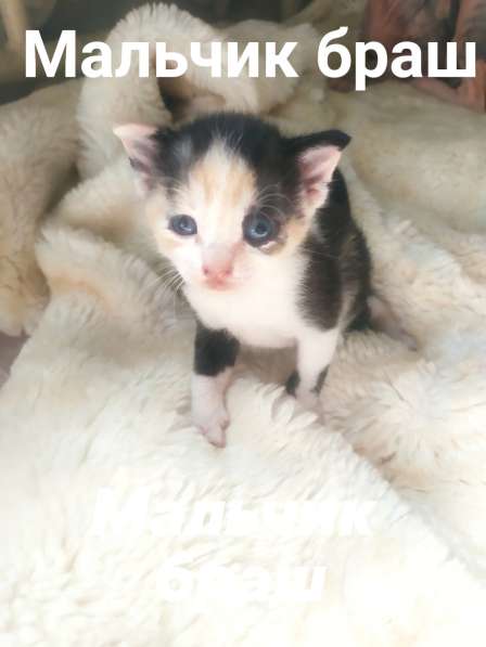 Котята Донского сфинкса в фото 4
