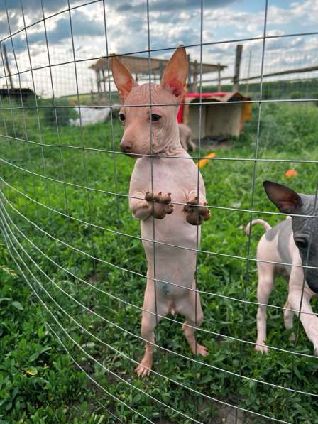 Американский голый терьер