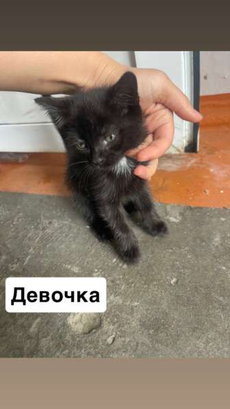 Бесплатно в хорошие руки  в Грозном фото 3