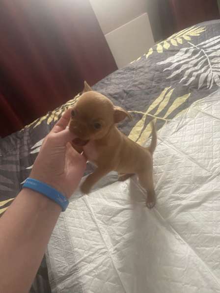 Продам щенка Чихуахуа