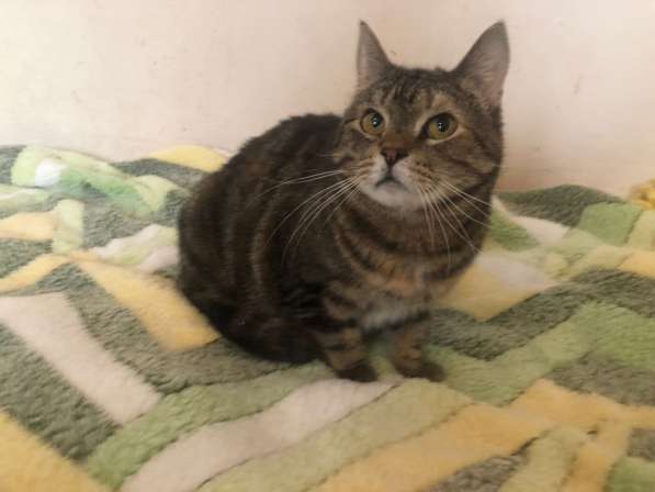 Ручная кошечка ищет дом в Санкт-Петербурге фото 9