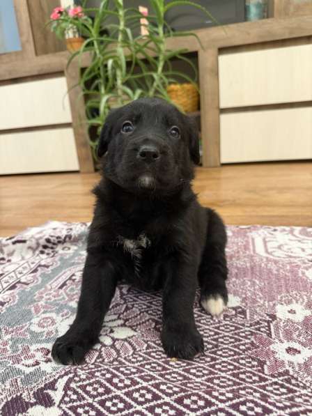 Щенки, отдаем даром, в добрые руки в Тольятти