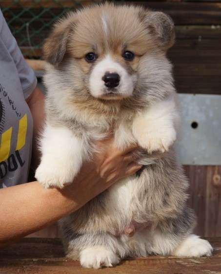 Щенки Вельш Корги Пемброк в Москве фото 3