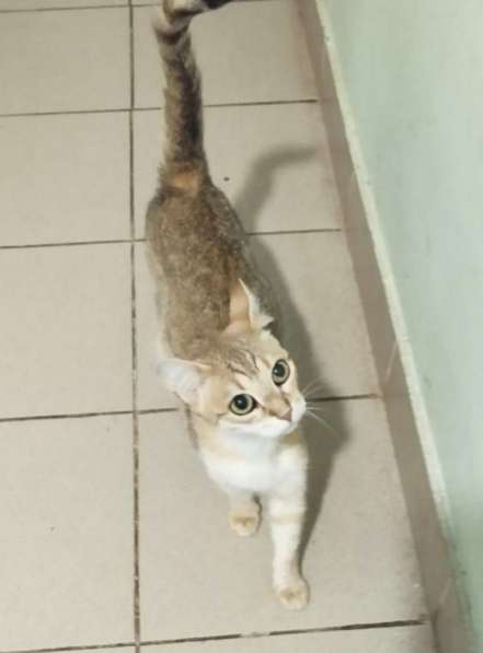 Отдам кошку в добрые руки. Изящная Кася в Москве