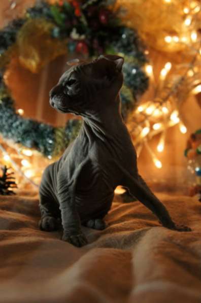 Профессиональный питомник SOUMBIKE предл в Санкт-Петербурге