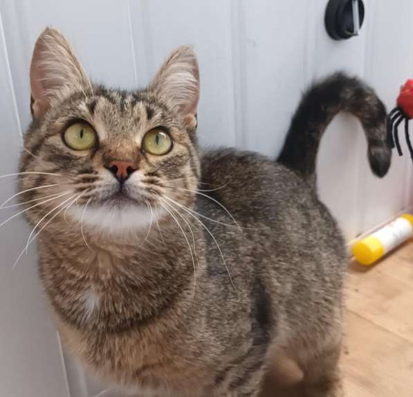 Кошка в хорошие руки в Москве