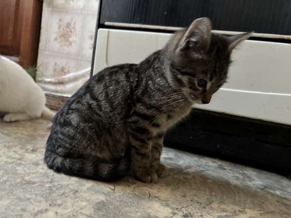 Кошка в добрые руки в Люберцы фото 3