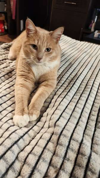 Отдам в хорошие руки котика