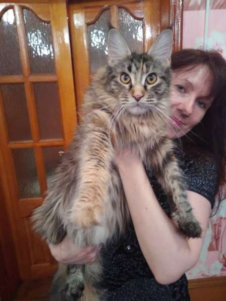 Котята Мейнкун в Костроме фото 3