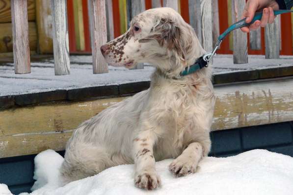 Английский сеттер щенки из элитного питомника в Москве фото 196