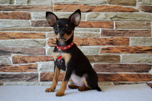 Русский той - Той Терьер - щенки в Москве фото 4