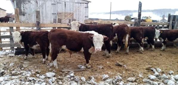 Продам КРС, бычки, телята, коровы в Красноярске