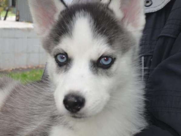 Щенок - Эльвира