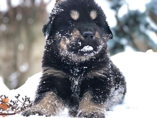 Тибетский мастиф - щенки в Санкт-Петербурге фото 8