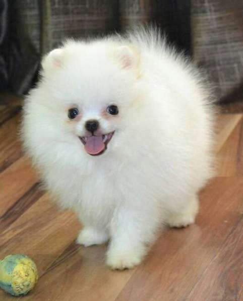 Шикарные щенки померанского шпица из питомника - медвежий ти в фото 26